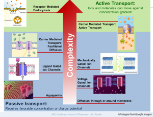 Cell Transporters and Drug Uptake methods