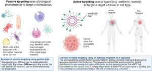 Active and passive drug targeting