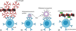 immune response to PEG